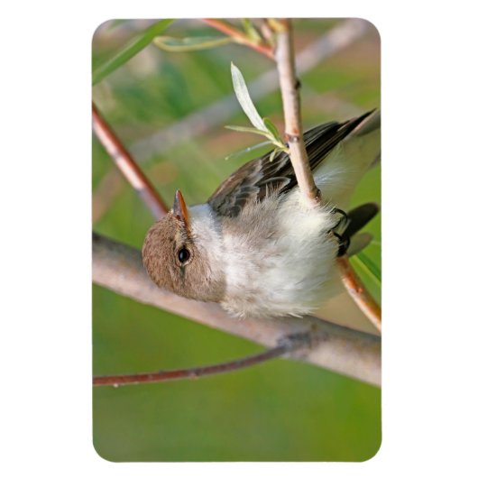 Willow Flycatcher Magneet (Verticaal)
