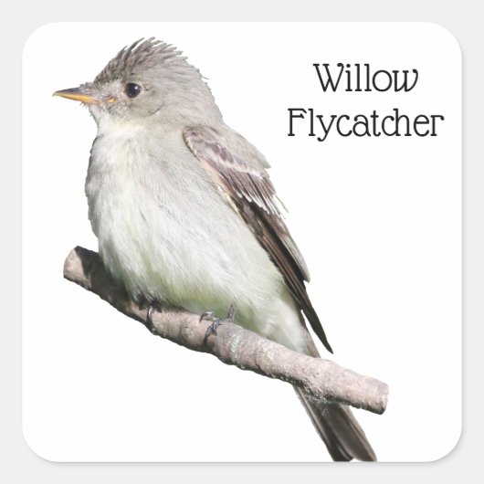 Willow Flycatcher Vierkante Sticker (Voorkant)
