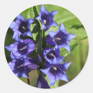 Willow gentian (Gentiana asclepiadea) Ronde Sticker