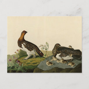 Willow Grous (Grouse) - Amerikaanse vogels Briefkaart