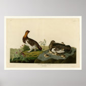 Willow Grouse of Large Ptarmigan Poster (Voorkant)