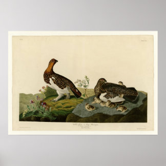 Willow Grouse of Large Ptarmigan Poster