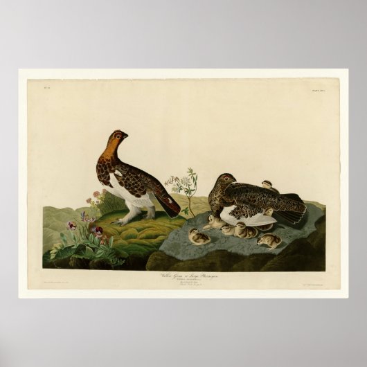 Willow Grouse of Large Ptarmigan Poster (Voorkant)