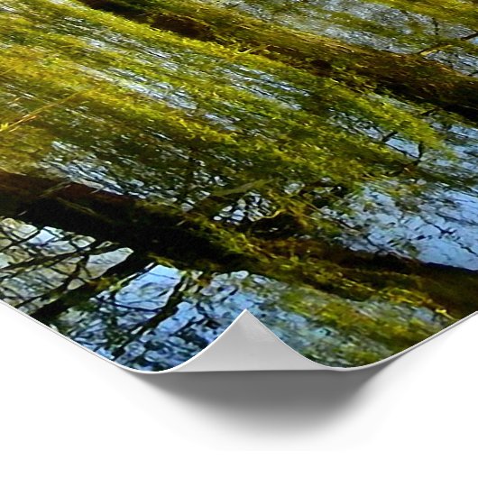 Willow Pond Water Reflection Poster (Hoek)