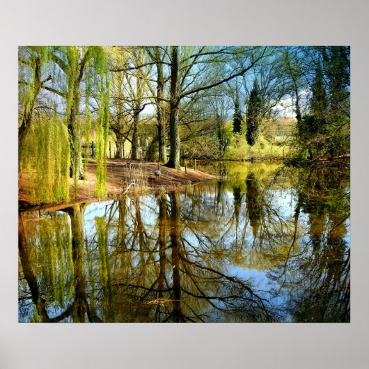 Willow Pond Water Reflection Poster (Voorkant)