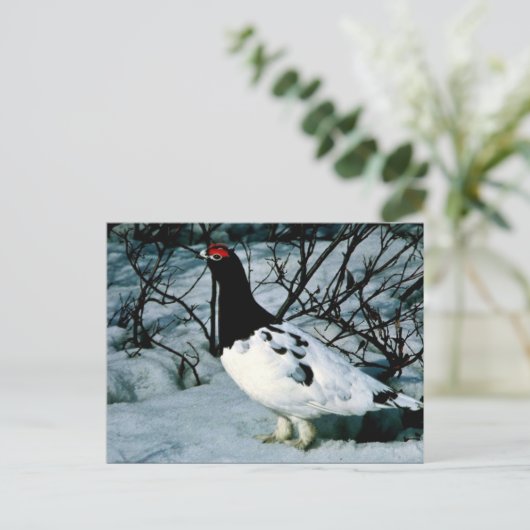 Willow Ptarmigan Briefkaart (Staand voorkant)