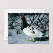 Willow Ptarmigan Briefkaart (Voorkant / Achterkant)