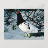 Willow Ptarmigan Briefkaart (Voorkant)