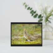Willow ptarmigan briefkaart (Staand voorkant)
