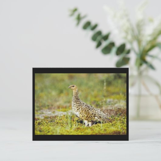 Willow ptarmigan briefkaart (Staand voorkant)