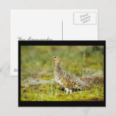 Willow ptarmigan briefkaart (Voorkant / Achterkant)