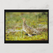 Willow ptarmigan briefkaart (Voorkant)