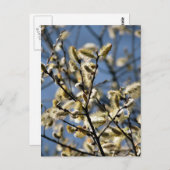 WILLOW TREE BRIEFKAART (Voorkant / Achterkant)