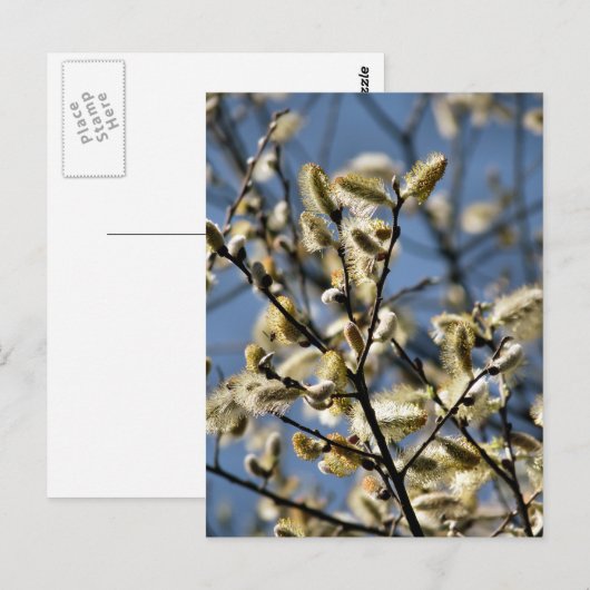 WILLOW TREE BRIEFKAART (Voorkant / Achterkant)