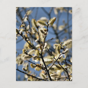 WILLOW TREE BRIEFKAART