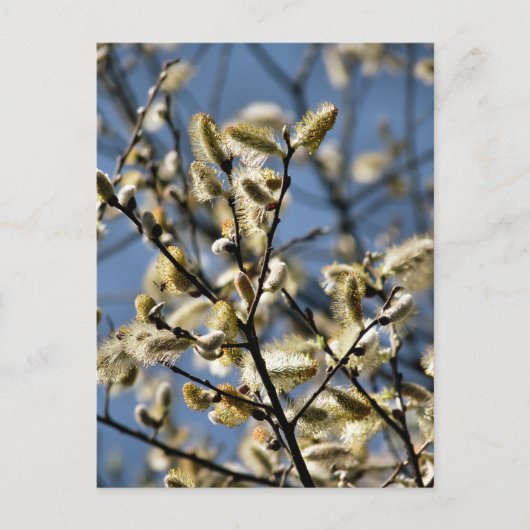 WILLOW TREE BRIEFKAART (Voorkant)