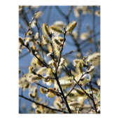 WILLOW TREE FOTO AFDRUK (Voorkant)