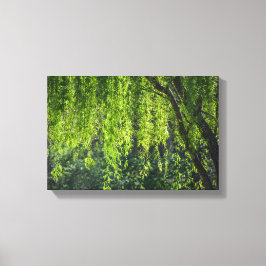 Willow Tree Green-Natuur Canvas Afdruk