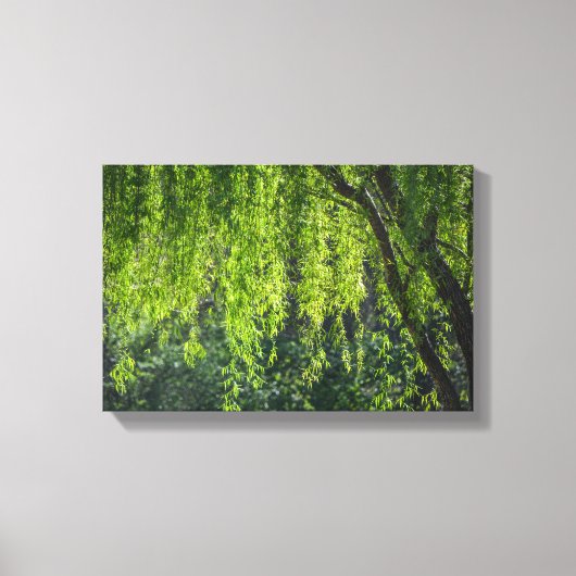 Willow Tree Green-Natuur Canvas Afdruk (Voorkant)
