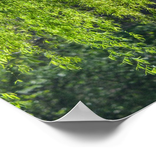 Willow Tree Green-Natuur Poster (Hoek)