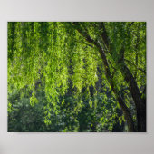 Willow Tree Green-Natuur Poster (Voorkant)