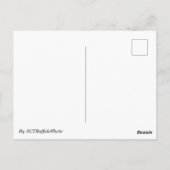 Willow Tree Postcard Briefkaart (Achterkant)