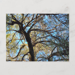 Willow Tree Postcard Briefkaart