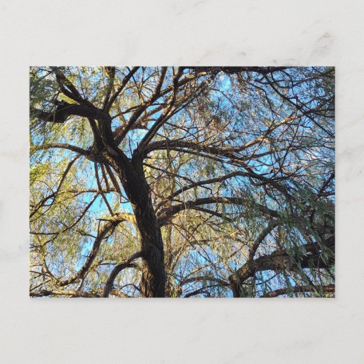 Willow Tree Postcard Briefkaart (Voorkant)