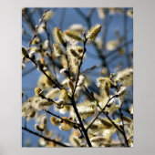 WILLOW TREE POSTER (Voorkant)