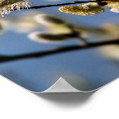 WILLOW TREE POSTER (Hoek)