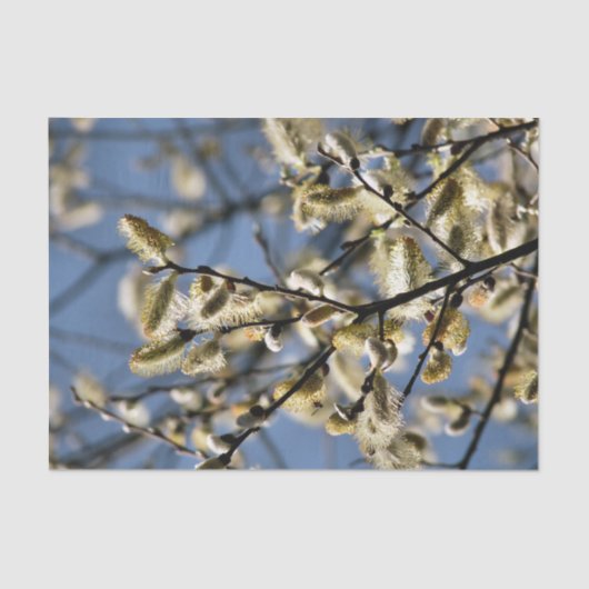 WILLOW TREE TISSUEPAPIER (Voorkant)