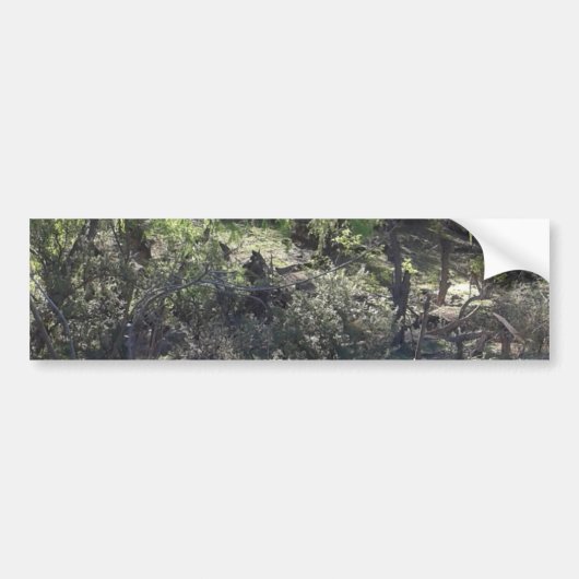 Willow Trees Bumpersticker (Voorkant)