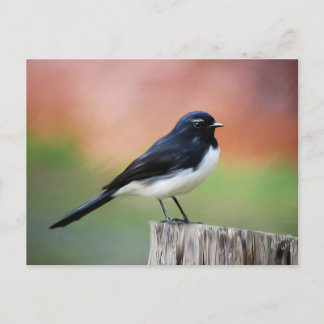Willy Wagtail - Australische vogelkunst Briefkaart