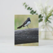 WILLY WAGTAIL ON FENCE QUEENSLAND AUSTRALIË BRIEFKAART (Staand voorkant)