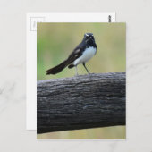 WILLY WAGTAIL ON FENCE QUEENSLAND AUSTRALIË BRIEFKAART (Voorkant / Achterkant)