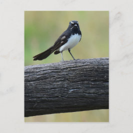 WILLY WAGTAIL ON FENCE QUEENSLAND AUSTRALIË BRIEFKAART