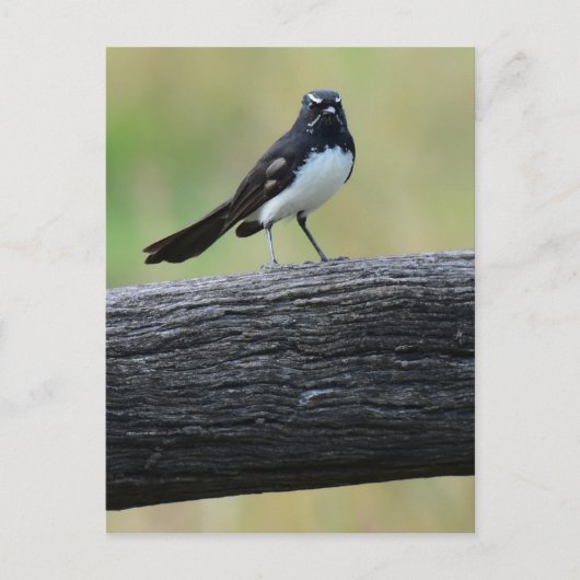 WILLY WAGTAIL ON FENCE QUEENSLAND AUSTRALIË BRIEFKAART (Voorkant)