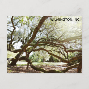 Wilmington North Carolina Airlie Gardens Live Oak Briefkaart
