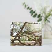 Wilmington North Carolina Airlie Gardens Live Oak Briefkaart (Staand voorkant)