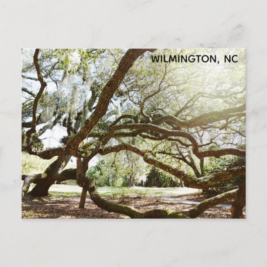 Wilmington North Carolina Airlie Gardens Live Oak Briefkaart (Voorkant)