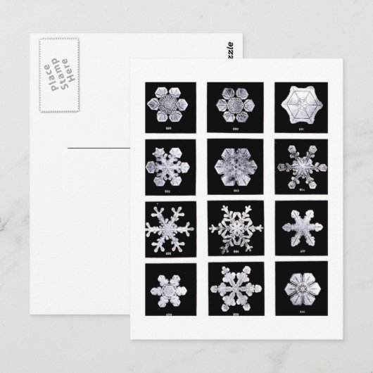 Wilson Bentley Snowflakes Briefkaart (Voorkant / Achterkant)