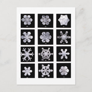 Wilson Bentley Snowflakes Briefkaart