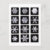 Wilson Bentley Snowflakes Briefkaart (Voorkant)
