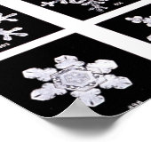 Wilson Bentley Snowflakes Poster (Hoek)
