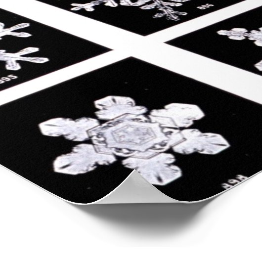 Wilson Bentley Snowflakes Poster (Hoek)