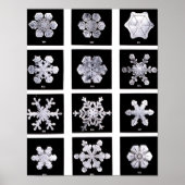 Wilson Bentley Snowflakes Poster (Voorkant)