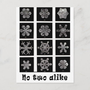 Wilson Bentley's Snowflakes, 1902 Briefkaart