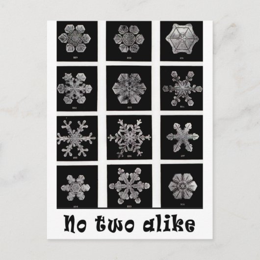 Wilson Bentley's Snowflakes, 1902 Briefkaart (Voorkant)