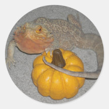 Wilson de Baardagaam