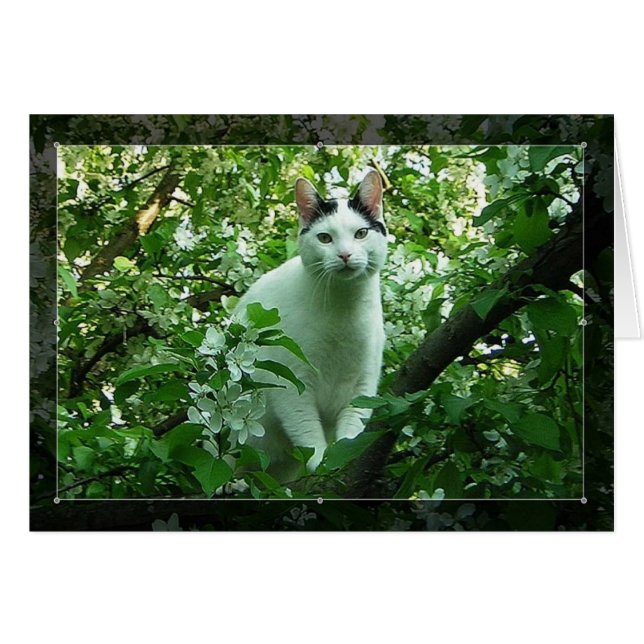 WiLSoN GReeN (Voorkant Horizontaal)